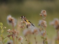 Carduelis carduelis 36, Putter, Saxifraga-Luuk Vermeer