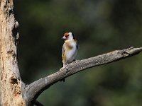 Carduelis carduelis 37, Putter, Saxifraga-Luuk Vermeer