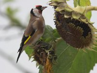 Carduelis carduelis 4, Putter, Saxifraga-Luc Hoogenstein