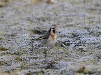 Carduelis carduelis 46, Putter, Saxifraga-Luuk Vermeer