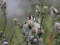 Carduelis carduelis 49, Putter, Saxifraga-Luuk Vermeer