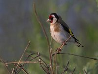 Carduelis carduelis 5, Putter, Saxifraga-Luc Hoogenstein