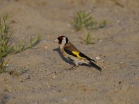 Carduelis carduelis 50, Putter, Saxifraga-Luuk Vermeer