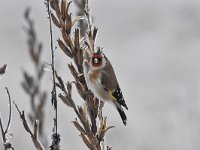 Carduelis carduelis 54, Putter, Saxifraga-Luuk Vermeer