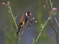 Carduelis carduelis 6, Putter, Saxifraga-Luc Hoogenstein