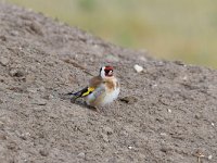 Carduelis carduelis 64, Putter, Saxifraga-Luuk Vermeer