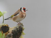 Carduelis carduelis 7, Putter, Saxifraga-Luc Hoogenstein