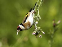 Carduelis carduelis 8, Putter, Saxifraga-Piet Munsterman