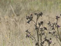 Carduelis carduelis 80, Putter, Saxifraga-Willem van Kruijsbergen