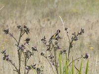 Carduelis carduelis 81, Putter, Saxifraga-Willem van Kruijsbergen