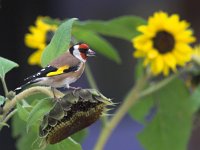 Carduelis carduelis 9, Putter, Saxifraga-Luc Hoogenstein