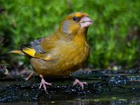 Carduelis chloris 31, Groenling, Saxifraga-Luuk Vermeer