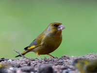 Carduelis chloris 40, Groenling, Saxifraga-Luuk Vermeer