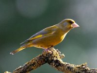 Carduelis chloris 43, Groenling, Saxifraga-Luuk Vermeer