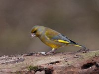 Carduelis chloris 50, Groenling, Saxifraga-Luuk Vermeer