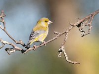 Carduelis chloris 53, Groenling, Saxifraga-Luuk Vermeer