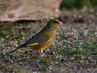 Carduelis chloris 58, Groenling, Saxifraga-Luuk Vermeer