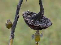 Carduelis chloris 67, Groenling, Saxifraga-Luuk Vermeer