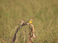 Carduelis chloris 76, Groenling, Saxifraga-Luuk Vermeer