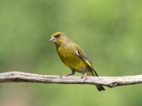 Carduelis chloris 84, Groenling, Saxifraga-Luuk Vermeer