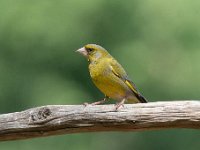 Carduelis chloris 85, Groenling, Saxifraga-Luuk Vermeer