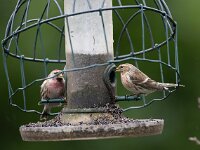 Carduelis flammea 17, Barmsijs, Saxifraga-Luc Hoogenstein : Barmsijs