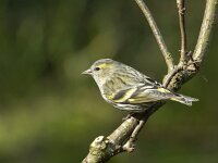 Carduelis spinus 11, Sijs, Saxifraga-Luuk Vermeer