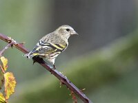 Carduelis spinus 16, Sijs, Saxifraga-Luuk Vermeer