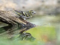 Carduelis spinus 21, Sijs, Saxifraga-Luuk Vermeer
