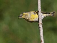 Carduelis spinus 27, Sijs, Saxifraga-Luuk Vermeer