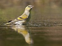 Carduelis spinus 28, Sijs, Saxifraga -Luuk Vermeer