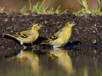 Carduelis spinus 29, Sijs, Saxifraga-Luuk Vermeer