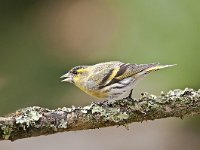 Carduelis spinus 30, Sijs, Saxifraga -Luuk Vermeer