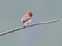 Carpodacus erythrinus 4, Roodmus, Saxifraga-Tom Heijnen