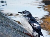Cepphus grylle 17, Zwarte zeekoet, Saxifraga-Bart Vastenhouw