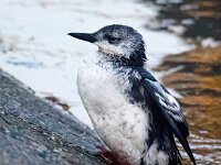 Cepphus grylle 18, Zwarte zeekoet, Saxifraga-Bart Vastenhouw
