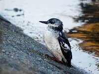 Cepphus grylle 19, Zwarte zeekoet, Saxifraga-Bart Vastenhouw