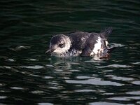 Cepphus grylle 20, Zwarte zeekoet, Saxifraga-Bart Vastenhouw