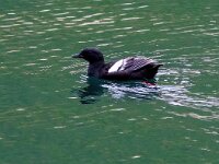 Cepphus grylle 22, Zwarte zeekoet, Saxifraga-Bart Vastenhouw