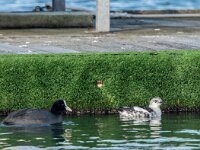 Cepphus grylle 4, Zwarte zeekoet, adult, winter plumage, Saxifraga-Theo Verstrael