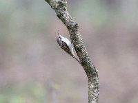 Certhia brachydactyla 20, Boomkruiper, Saxifraga-Luuk Vermeer