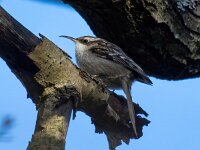 Certhia brachydactyla 68, Boomkruiper, Saxifraga-Bart Vastenhouw