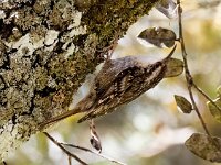 Certhia brachydactyla 70, Boomkruiper, Saxifraga-Bart Vastenhouw