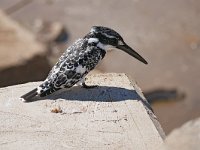 Ceryle rudis 7, Bonte ijsvogel, Saxifraga-Tom Heijnen