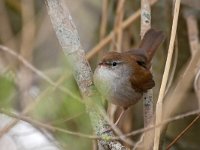 Cettia cetti 3, Cetti's zanger, Saxifraga-Tom Heijnen