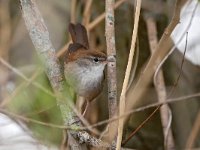 Cettia cetti 4, Cetti's zanger, Saxifraga-Tom Heijnen