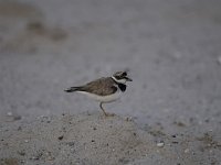 Charadrius dubius 41, Kleine plevier, Saxifraga-Luuk Vermeer