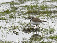 Charadrius dubius 49, Kleine plevier, Saxifraga-Luuk Vermeer