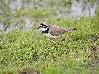 Charadrius dubius 51, Kleine plevier, Saxifraga-Luuk Vermeer