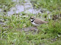 Charadrius dubius 56, Kleine plevier, Saxifraga-Luuk Vermeer